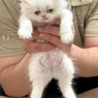 گربه پرشین|گربه|رشت, استادسرا|دیوار