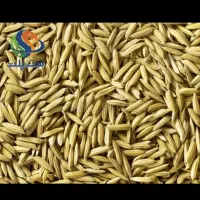 جوبرنج زرد دم