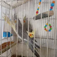 عروس|پرنده|اسکو, |دیوار