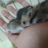 همستر|موش و خرگوش|اصفهان, کنگاز|دیوار