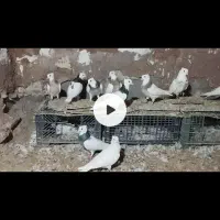 جوجه طوقی|پرنده|میان جلگه, |دیوار