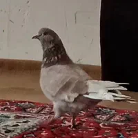 کبوتر گرگی|حیوانات|کوهدشت, |دیوار