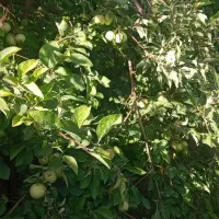 راهنمایی کاهش وزن