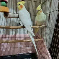 عروس هلندی لوتینو مولد