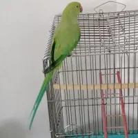 ملنگو سخنگو