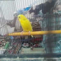 مرغ عشق  نرو ماده