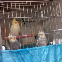 عروس هلندی سالم ۳ تا