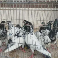 کبوتر تیدی اصل|پرنده|شیراز, اکبر آباد|دیوار