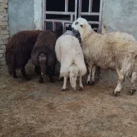 بره نر|حیوانات مزرعه|فیروزآباد (لرستان), |دیوار