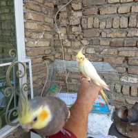 جفت عروس هلندی حرفه ای رام رام|پرنده|هشتگرد, هشتگرد قدیم|دیوار