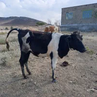 گاو