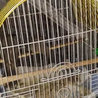 یک جفت قناری|پرنده|مسجد سلیمان, |دیوار