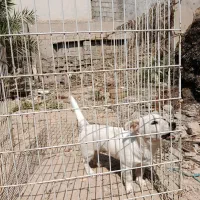 سگ خونگی|سگ|بندر گناوه, |دیوار