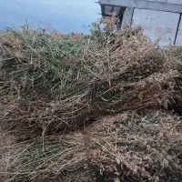 یونجه|خدمات باغبانی و درختکاری|نمین, |دیوار