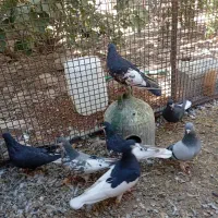 فروش ۱۵ عدد پلاکی وتعدادی شهری بیضا|پرنده|شیراز, قلات|دیوار