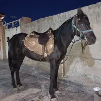 مادیان مشکی کرد سواری دار همراه کره