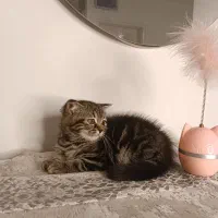 گربه