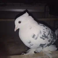 کفتر،کبوتر پا پر پشتار مشکی