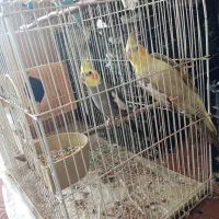 یه جفت عروس هلندی