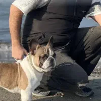 واگذاری سگ رایگان