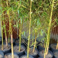 فروش بانبوریشه پور کارکرده سطل ۷و۱۰ دراندازه مخطلف|خدمات باغبانی و درختکاری|رشت, حومه رشت|دیوار