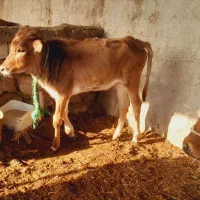 ۲گاو. وگوساله ماده|حیوانات مزرعه|حمیدیه, |دیوار