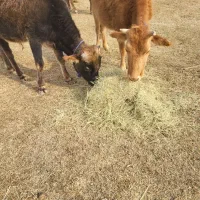 گاو تلیسه و گوساله|حیوانات مزرعه|ماکو, |دیوار