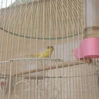 قناری نر گلاستر|پرنده|قم, علی آباد|دیوار