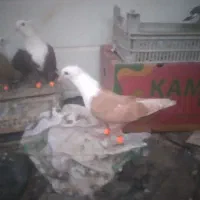 کبوتر|پرنده|شوشتر, |دیوار