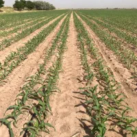 نوارتیپ سبزآب|خدمات باغبانی و درختکاری|اصفهان, بهارستان|دیوار