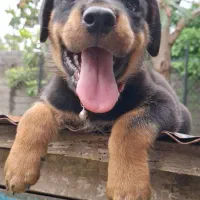 توله روتوایلر