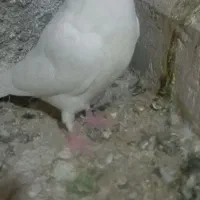 کبوتر|پرنده|سلامی, |دیوار