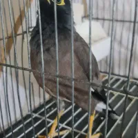 مرغ مینا سخنگو