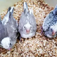 عروس هلندی سرلاکی نرم خور وغیره|پرنده|ارومیه, |دیوار