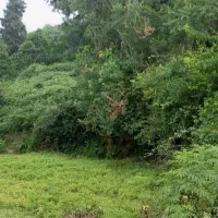 مزایده-بزرگ-زمین-در-شمال
