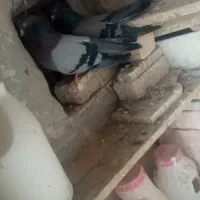 کفتر پر کنده