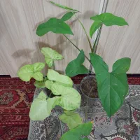 گلهای طبیعی سرحال|گل و گیاه طبیعی|شیروان (خراسان), |دیوار