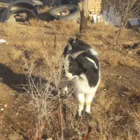 فروش نر بز پلنگی|حیوانات مزرعه|بوئین زهرا, |دیوار