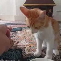 واگذاری رایگان گربه|گربه|قدس, شهرقدس|دیوار