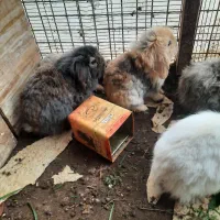 خرگوش لوپ|موش و خرگوش|نیشابور, هفده شهریور|دیوار