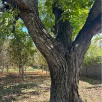 خرید چوب و درخت