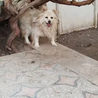 سلام سگ پاکوتاه خونگی حرف گوش کن