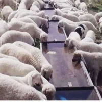 گوسفند سالم و درجه یک با ارسال رایگان