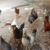 ۱۴نیمچه مرغ و خروس نژاد میکس خارجی