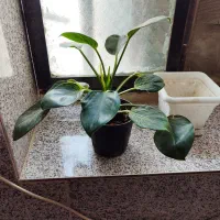 دوتا گل برکین و دیفن