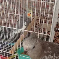 جفت عروس هلندی مولد دستی|پرنده|خواف, |دیوار