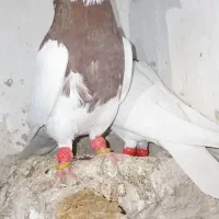 طوقی نر و ماده|پرنده|دشتابی, |دیوار