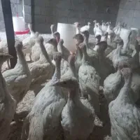 فروش جوجه بوقلمون بیوتی ۴۰روزه وزن ۲ کیلو|حیوانات مزرعه|گلی داغ, |دیوار