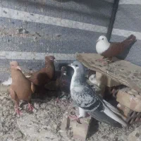 کبوتر پرشی