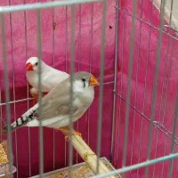 جفت فنچ مولد|پرنده|بوکان, |دیوار